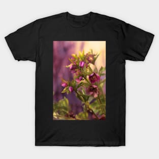 Helleborus T-Shirt